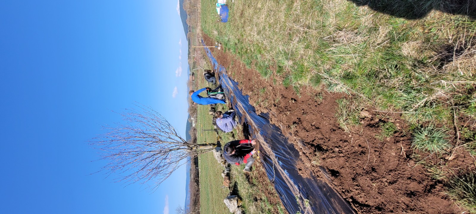 Plantation de haie 2026